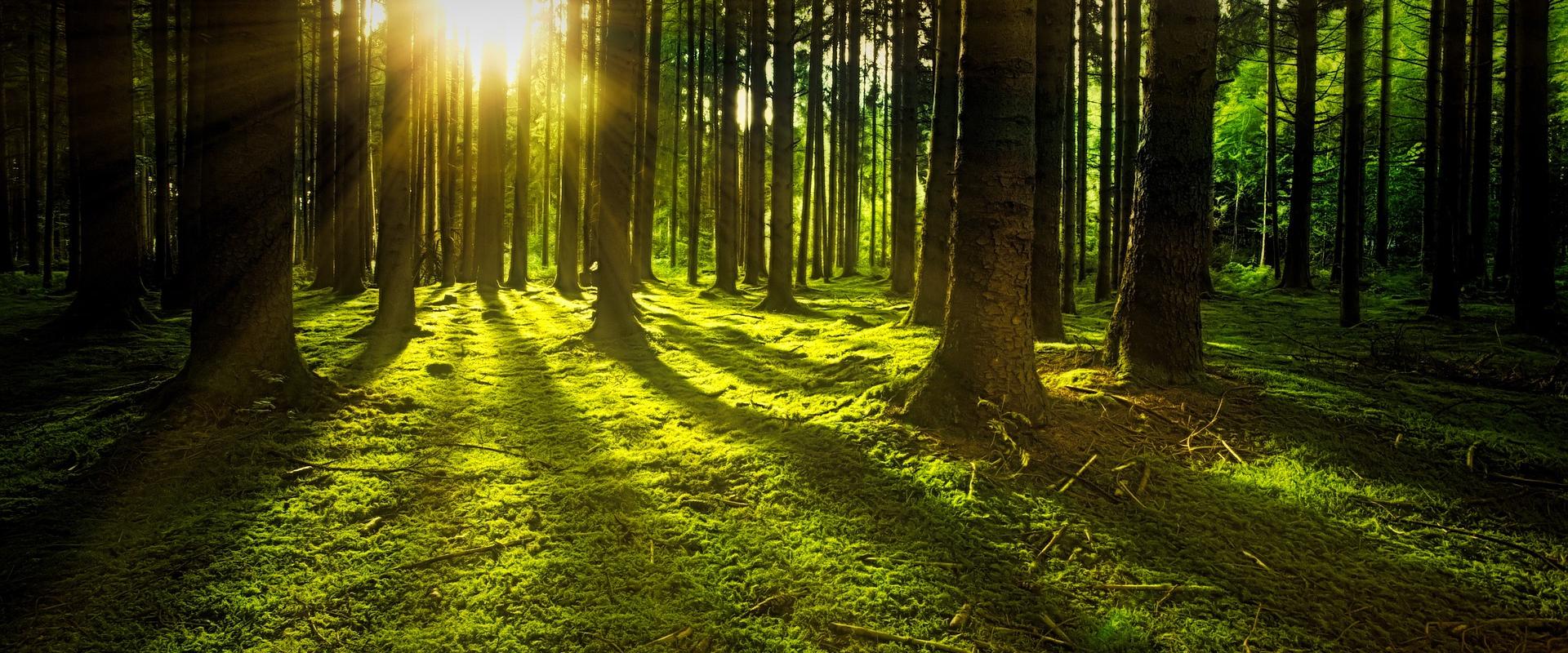 il bosco come risorsa