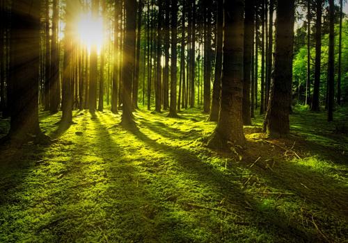 Il bosco come risorsa