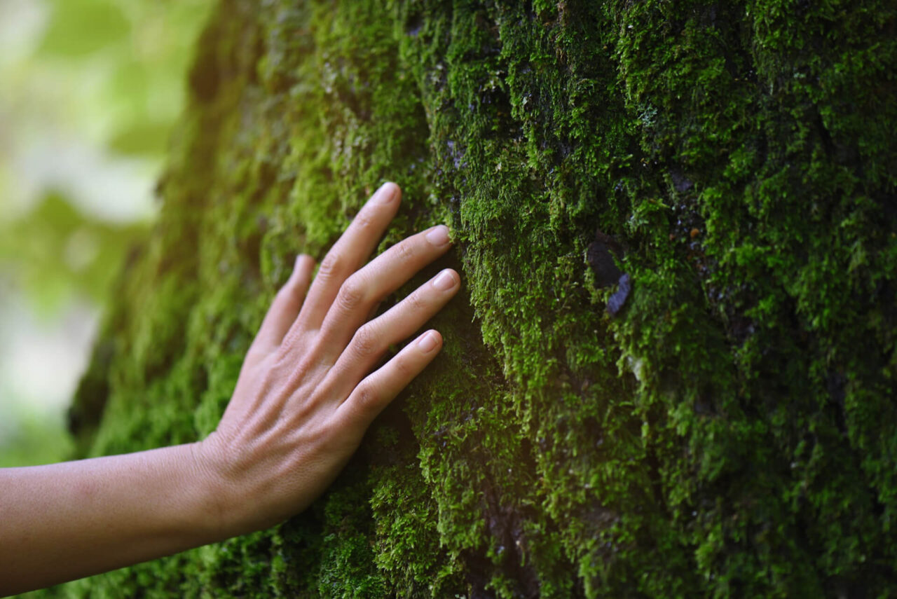sensibilità ambientale e ecologia - case in legno